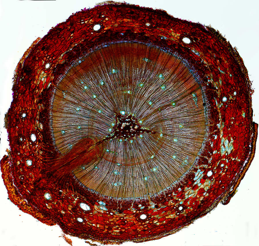 Pinus elliottii Ãœbersicht