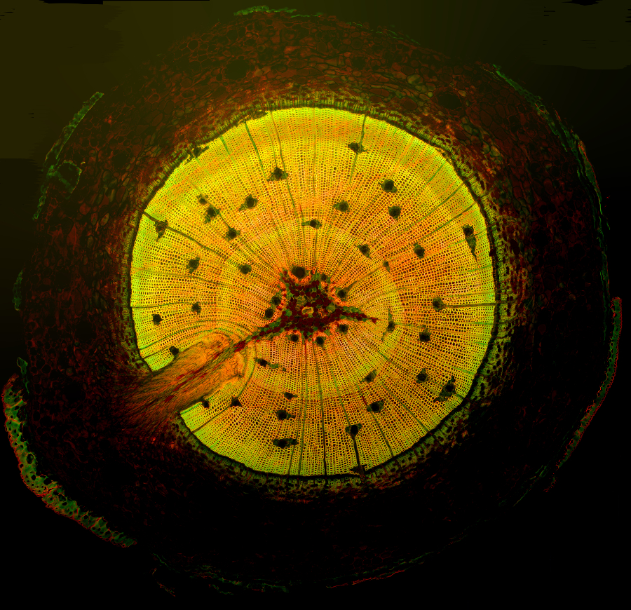 Pinus elliottii Übersicht Fluoreszenz