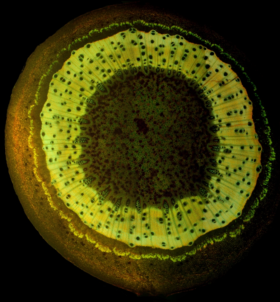 Jackfruchtbaum Übersicht Fluoreszenz