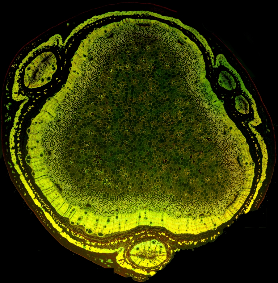 Liane Stamm Übersicht Fluoreszenz