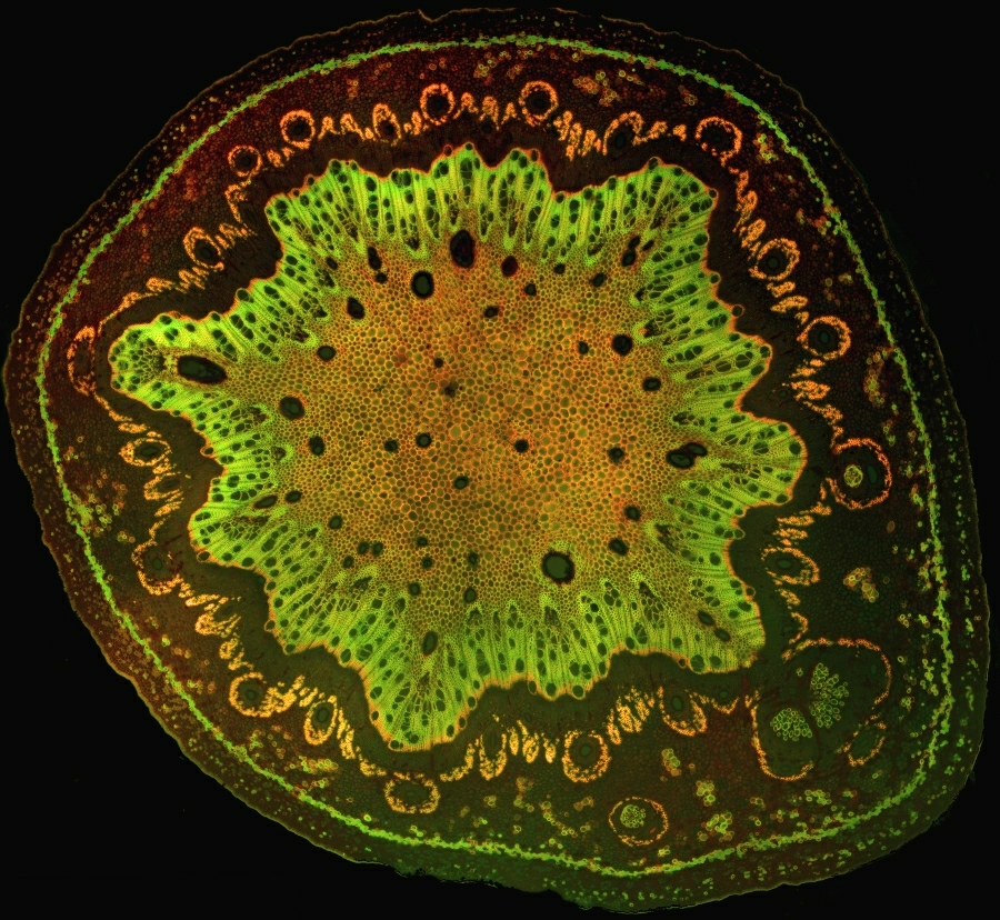 Mango Übersicht Fluoreszenz